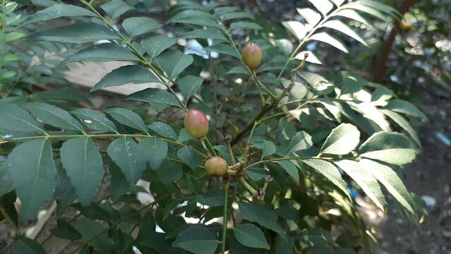 Fruit of the curry tree (Murraya koenigii) in the garden. Also known as curry bush or sweet neem, daun kari, salam koja.