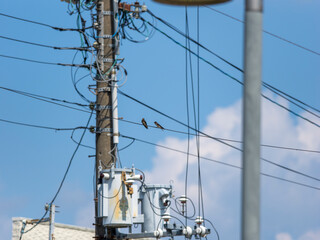 電線に止まるツバメ
