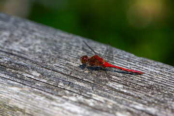 A ruby meadowhawk dragonfly perched alongside a hiking trail in an Ontario Provincial Park.