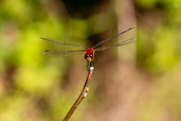 A ruby meadowhawk dragonfly perched alongside a hiking trail in an Ontario Provincial Park.