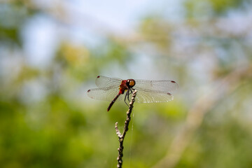 A ruby meadowhawk dragonfly perched alongside a hiking trail in an Ontario Provincial Park.