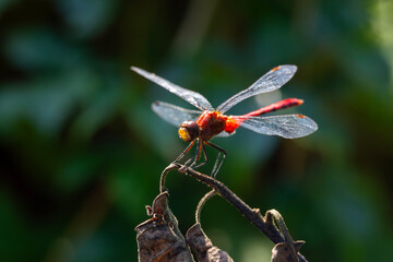A ruby meadowhawk dragonfly perched alongside a hiking trail in an Ontario Provincial Park.