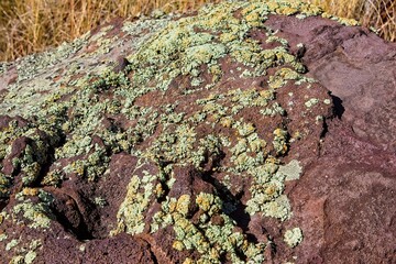 Desert Brain Lichen, Psora cerebriformis, on basalt rock. Arizona.
