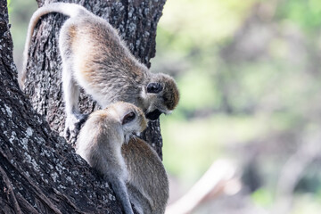 Adult and young Vervet monkeys in Lake Manyara National park, Tanzania.