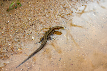 Obraz premium Viviparous lizard (Zootoca vivipara) sits in a puddle. Habitat Kaluga region, Russia