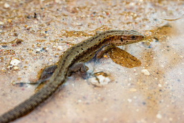 Viviparous lizard (Zootoca vivipara) sits in a puddle. Habitat Kaluga region, Russia