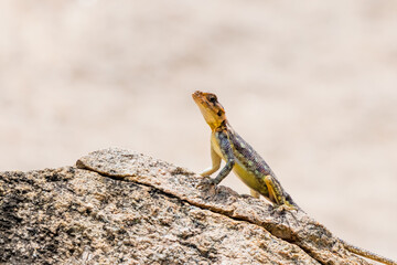 Close up view of a male Red-headed Rock Agama lizard on the rock in Tanzania, Africa.