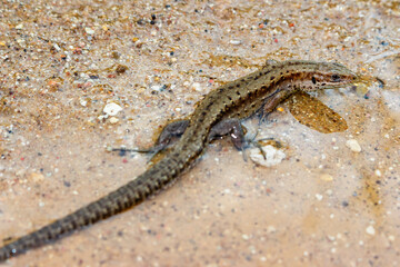 Viviparous lizard (Zootoca vivipara) sits in a puddle. Habitat Kaluga region, Russia