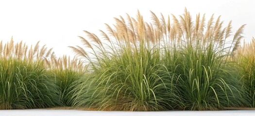Tall ornamental grass with feathery plumes against a bright white background