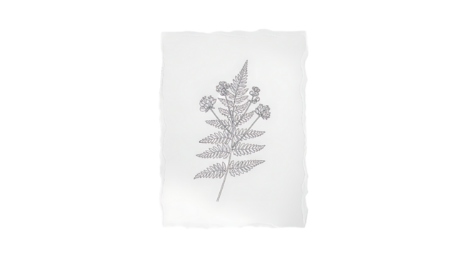 Fern leaf drawing on paper isolated on white isolated on transparent background