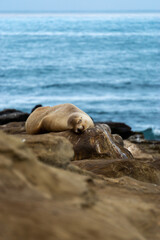 Sleeping Sea Lion on Rocks