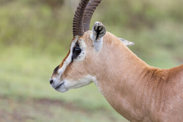 Close up view of Male Thompson Gazelle Antelope in Savanna of Tanzania, Africa