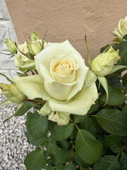 Roses Rosids Flower Love Red Yellow White Thorns Plant Shrub Spines Wild Roses Cultivated Roses Blossoms Bouquet Gift Valentine's Day Wedding Anniversary Meadow Gardener Water Spines Ornamental Plant 