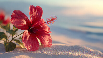 Tropical Hibiscus Blossom on Sandy Beach