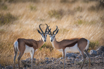 Two springboks turning their head