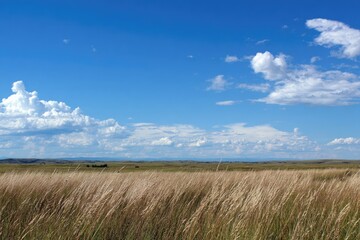 Expansive grassland under a vibrant blue sky