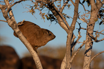 Profile view of a rock hyrax standing in a tree