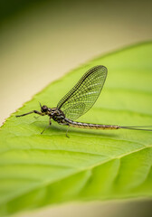 Close-up of a Mayfly Resting on Leaf (vertical orientation) 