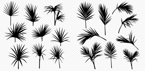 A collection of black silhouettes of various tropical palm tree leaves and fronds on a transparent background.