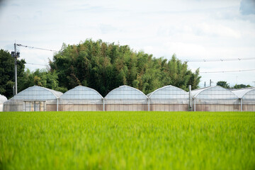 農業用ビニールハウス