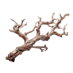 Dried Twisted Tree Branch Isolated on Black Background
