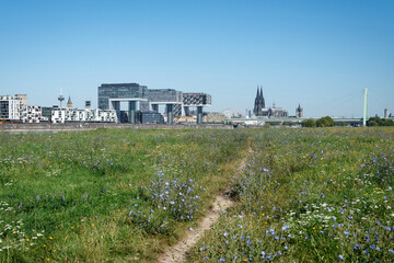 The Cologne skyline with the Cathedral and Kranh&auml;user seen from the flowering Poller Wiesen meadow
