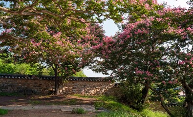 Naklejka premium 정읍 서현사지 열부사당의 배롱나무꽃.8월의 배롱나무꽃