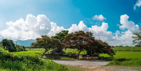 고창 효감천 배롱나무꽃.8월의 배롱나무꽃.