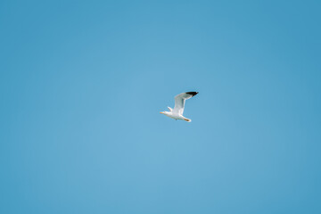 Obraz premium The seagull with its wings spread in the air against a blue background.