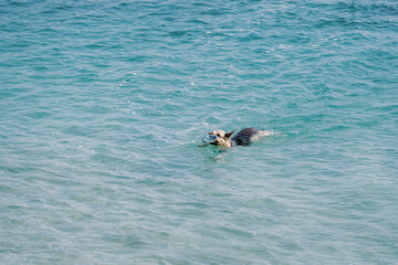 Naklejka premium The German Shepherd with a water bottle in its mouth swimming in the turquoise sea 