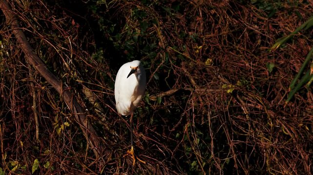 Gar&ccedil;a Branca Pousada em Galho no Campo &ndash; V&iacute;deo em 4K C&acirc;mera Lenta