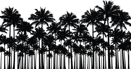 Dense silhouette of a tropical palm tree forest against a stark white background creating a natural border