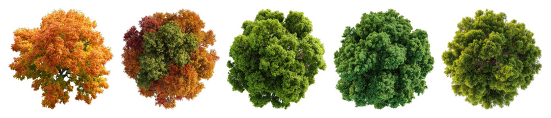 Vibrant autumn and summer foliage