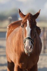 Obraz premium Brown horse portrait. Fenced area for horses. High quality photo