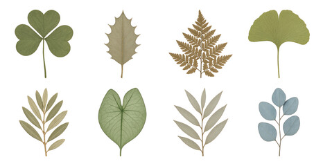 PNG Illustrated diverse leaves collection, element set on transparent background