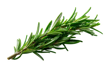 Fototapeta premium Fresh Rosemary Sprig Isolated on Black Background