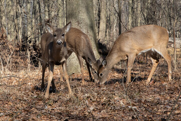 White Tailed Deer Odocoileus virginianus Early Spring Forest Wildlife Photography