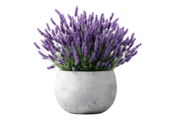 Lavender in a stone pot a beautiful floral arrangement