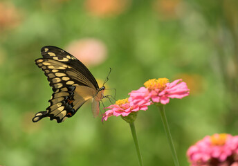 Ventral view of a Giant Swallowtail butterfly feeding on a pink Zinnia in lush summer garden