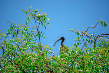 Black Headed White Ibis | Threskiornis melanocephalus