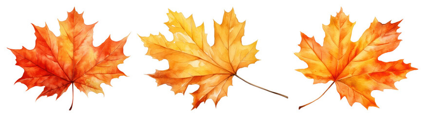 Obraz premium PNG Vibrant autumn maple leaves illustration, element set on transparent background