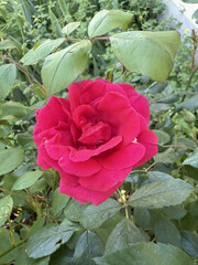 Roses Rosids Flower Love Red Yellow White Thorns Plant Shrub Spines Wild Roses Cultivated Roses Blossoms Bouquet Gift Valentine's Day Wedding Anniversary Meadow Gardener Water Spines Ornamental Plant 