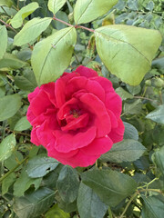 Roses Rosids Flower Love Red Yellow White Thorns Plant Shrub Spines Wild Roses Cultivated Roses Blossoms Bouquet Gift Valentine's Day Wedding Anniversary Meadow Gardener Water Spines Ornamental Plant 