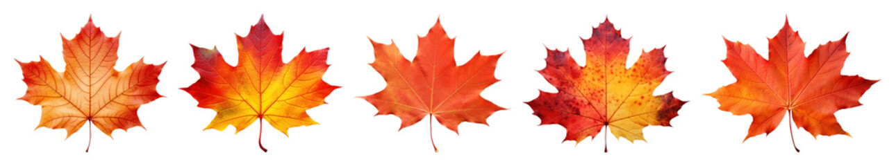 Obraz premium PNG Vibrant autumn maple leaves pattern, element set on transparent background