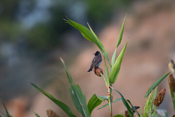 Red vented bulbul perched on a seeds  branch in natural habitat, with green leaves in the background.