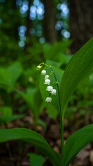 Obraz premium Close-up of delicate white flowers in a forest