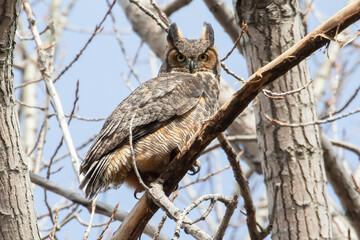 Great Horned Owl Bubo virginianus Perched in Tree Bird Wildlife Photography