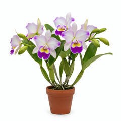 Full-view studio shot of a healthy potted orchid, with multiple flowering stems and delicate petals with a dark center, perfect for themes of home decor, horticulture, and natural beauty