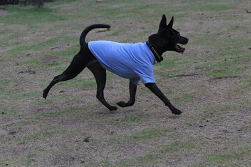 This is my little puppy playing in the park with his shirt on.. he is having so much fun and is so cute. 