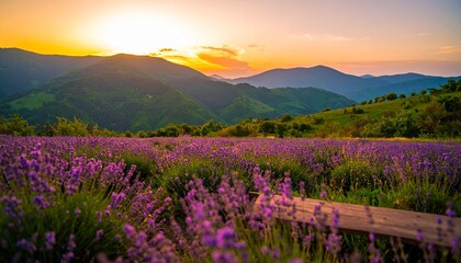 Fototapeta premium Lavender field at sunset with mountains in the background.